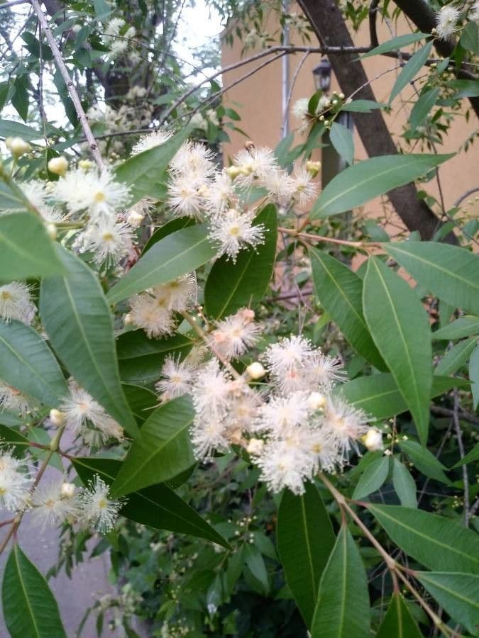 Glänzende Myrcia 10