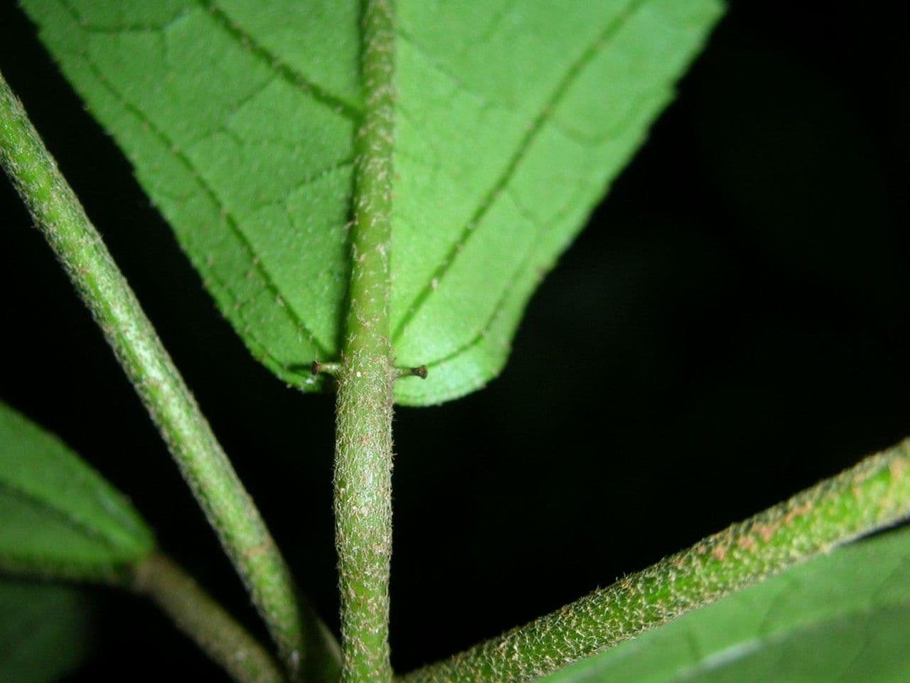 Croton 7