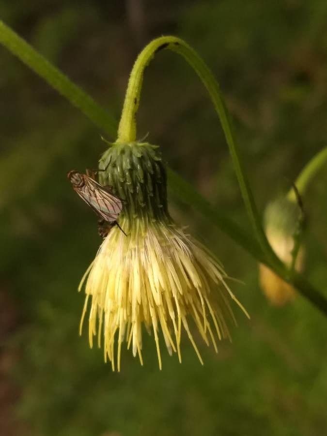 Cardo giallastro 9