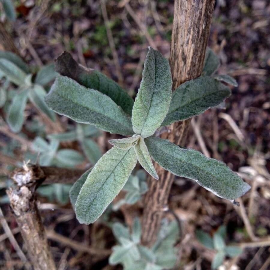Buddleja di David 16