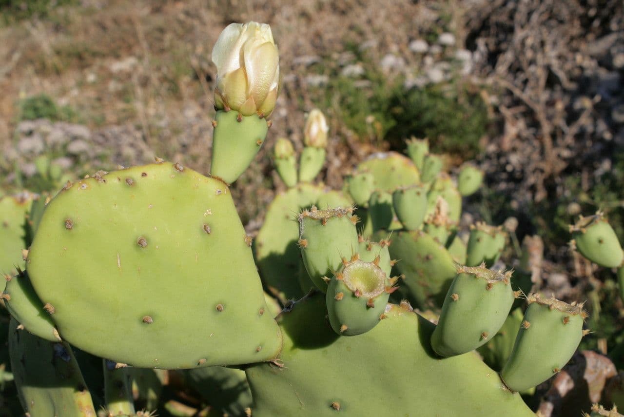 Erect prickly-pear 11
