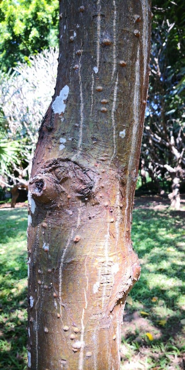 Korallenbaum 8