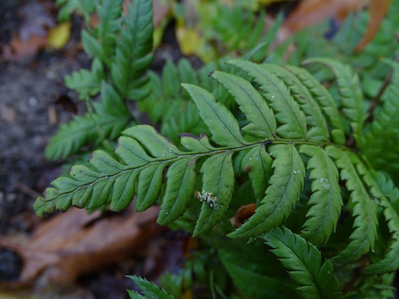 Polystichum 9