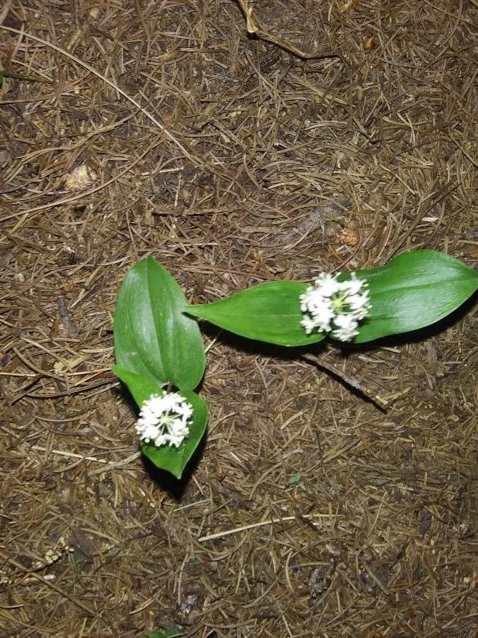 Hvězdnatka 5