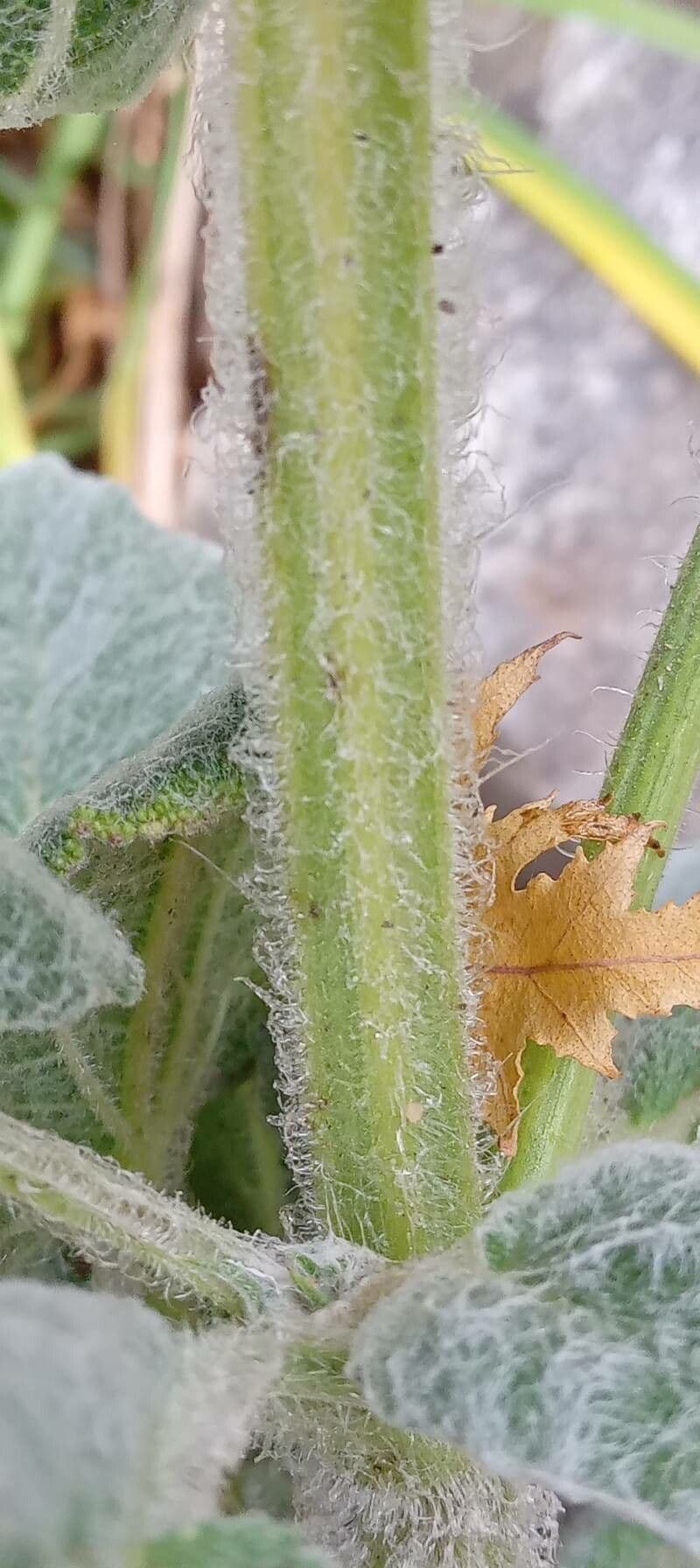 Šalvia muškátová 25