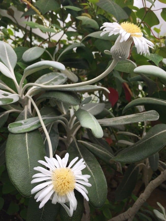 Pachystegia 2