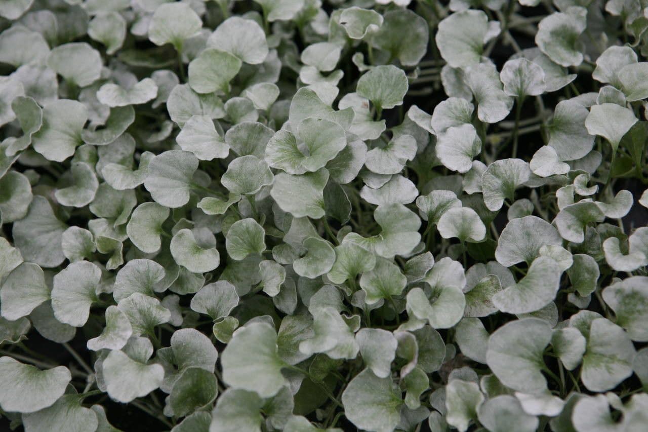 Dichondra argentea 19
