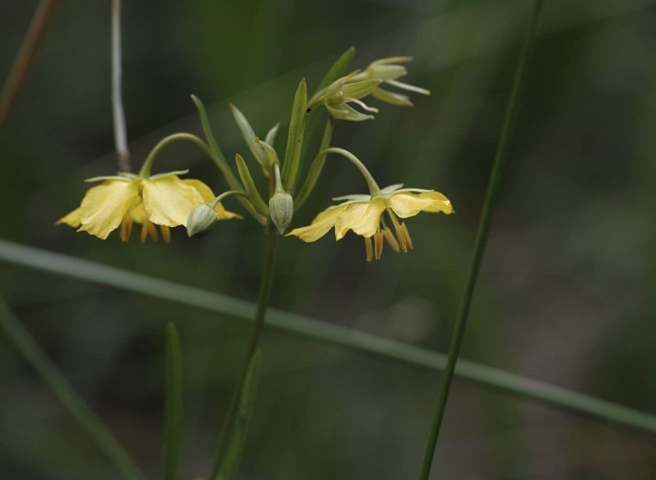 Lysimachia quadriflora 5