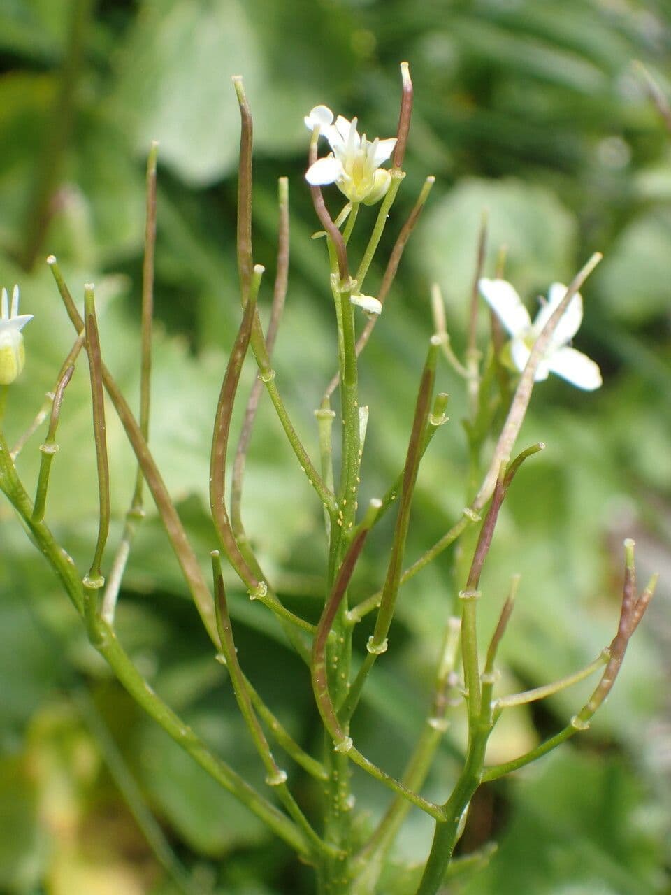 Gadia asarifolia