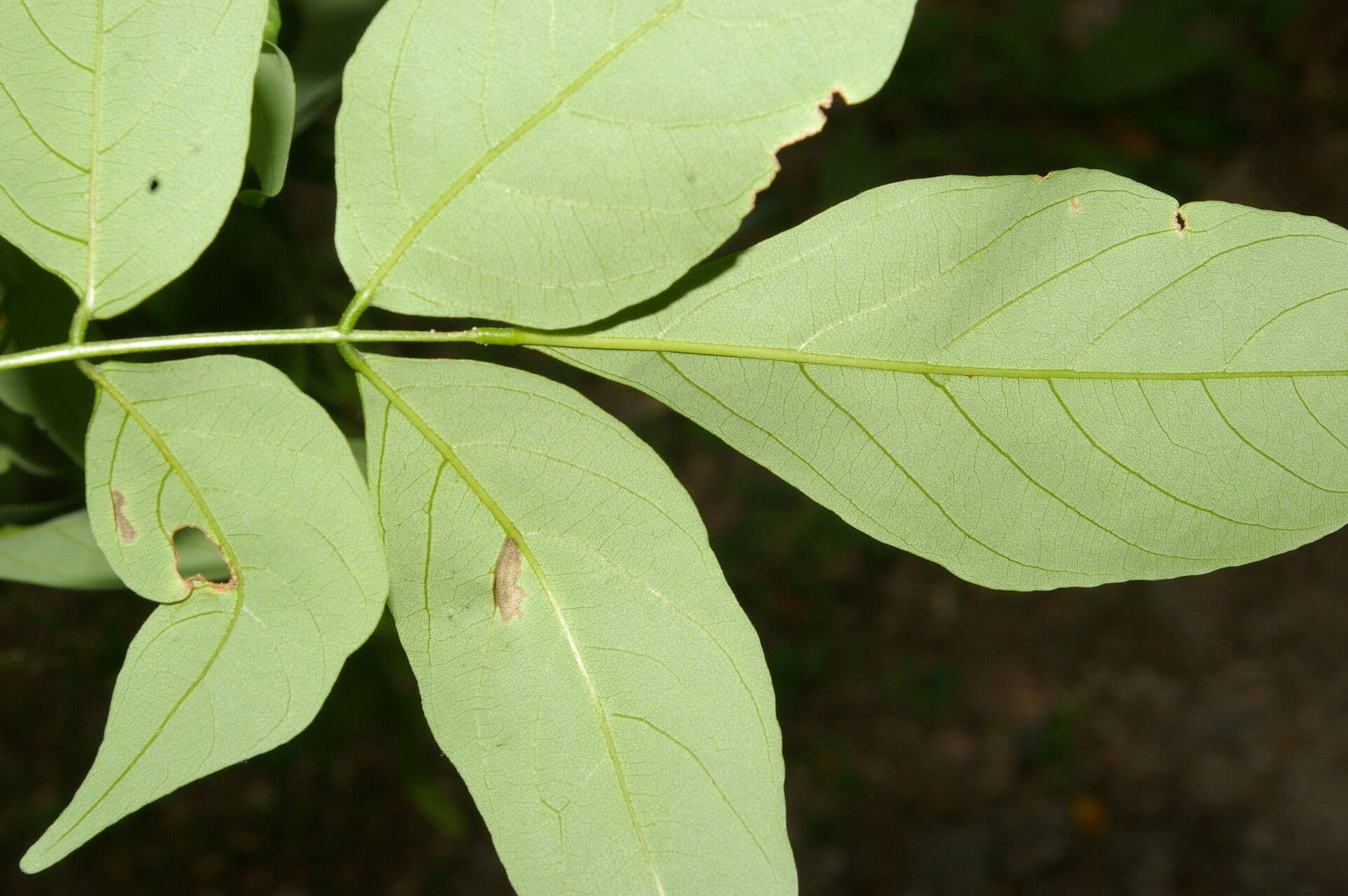 Lonchocarpus 7