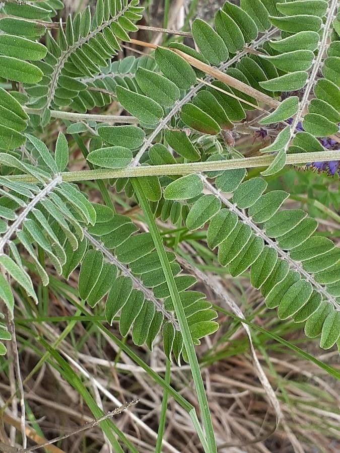 Leadplant 21
