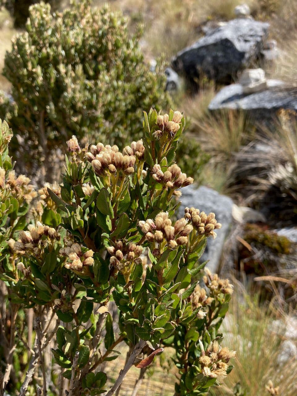 Plum-leaved Baccharis 4