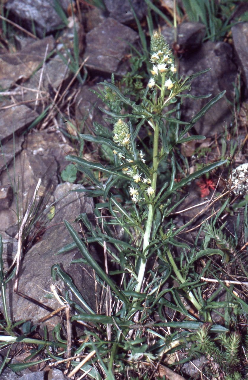 Rezeda 11