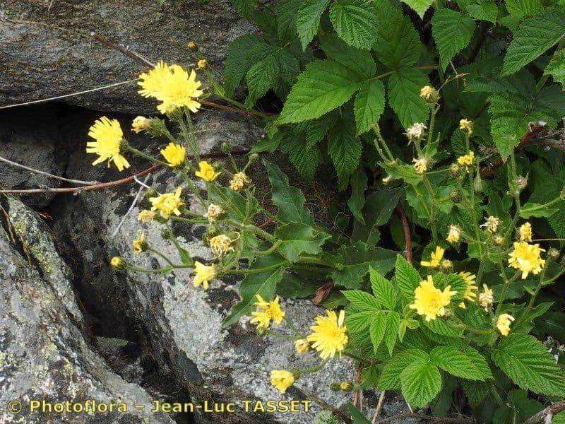 Sparviere 7