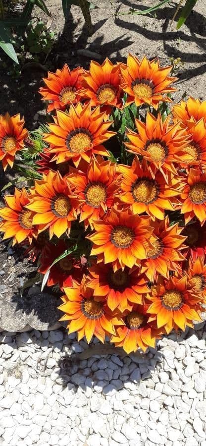 Gazania 29