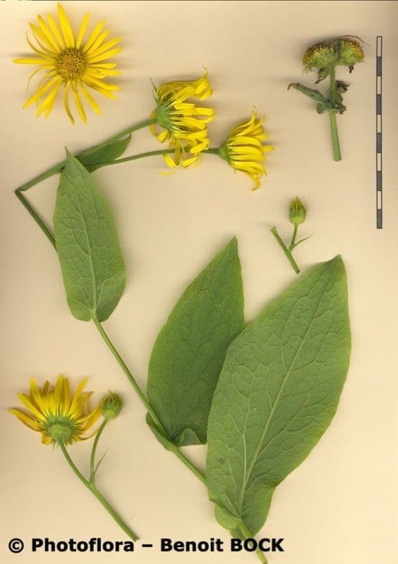 Doronicum austriacum 20