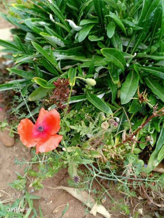 Sand-Mohn 18
