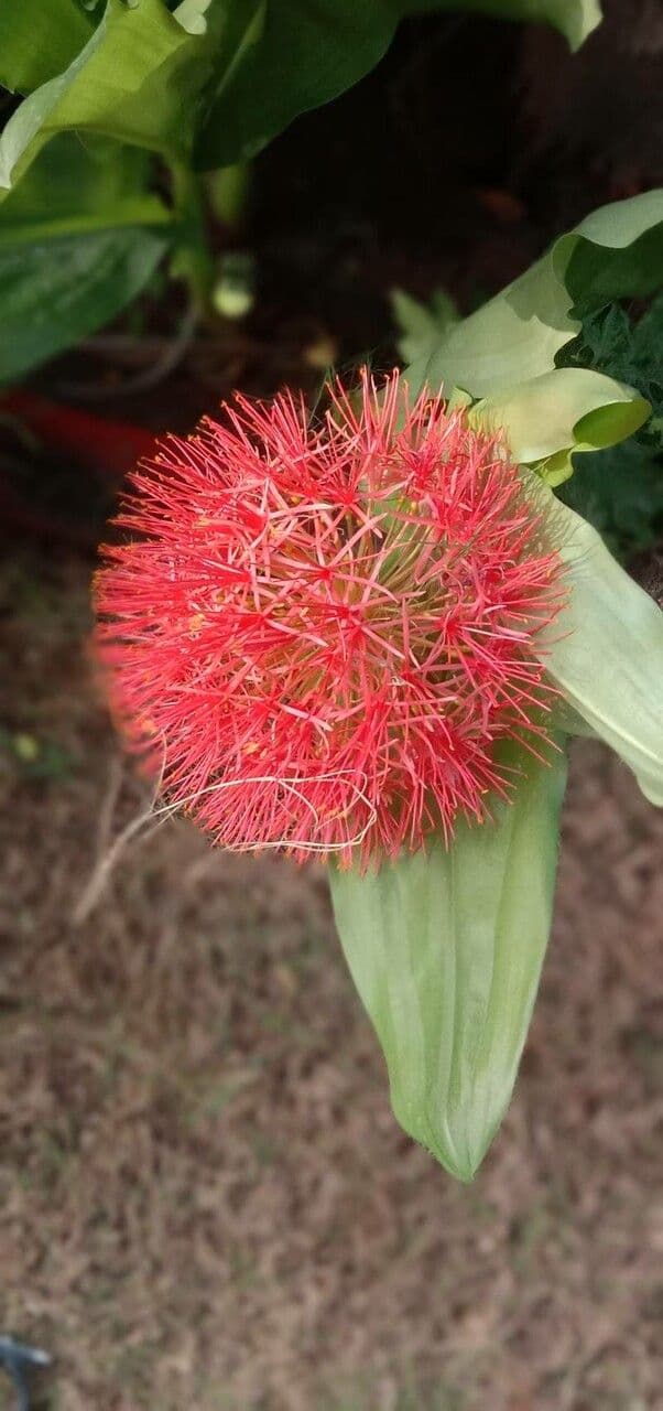 Scadoxus 27