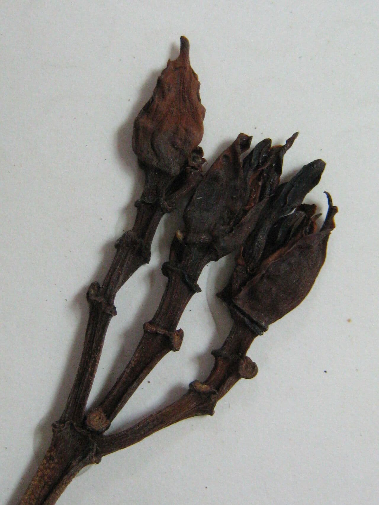 Himatanthus 4