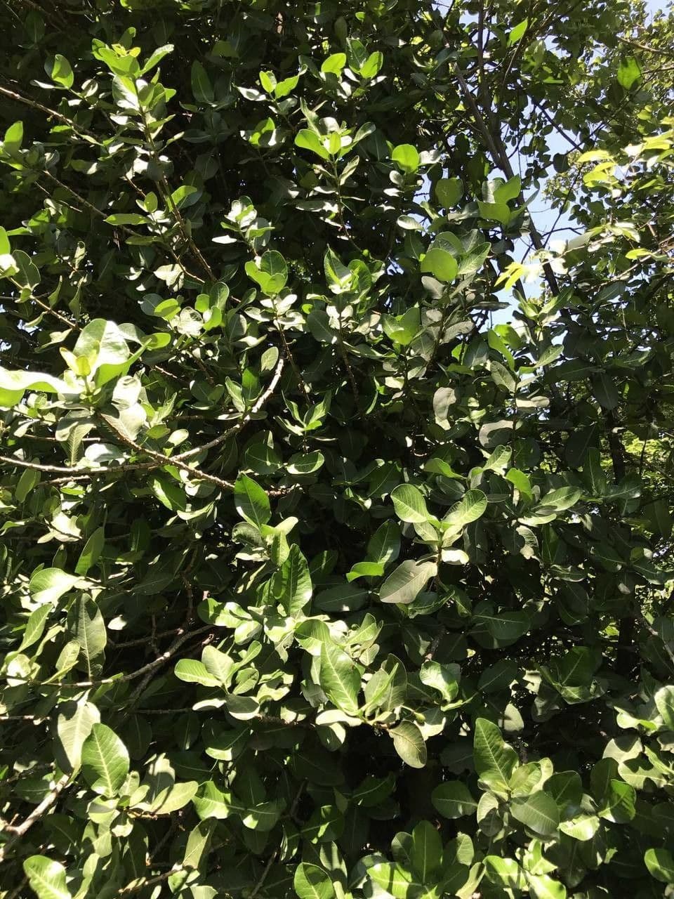 Garcinia livingstonei 9