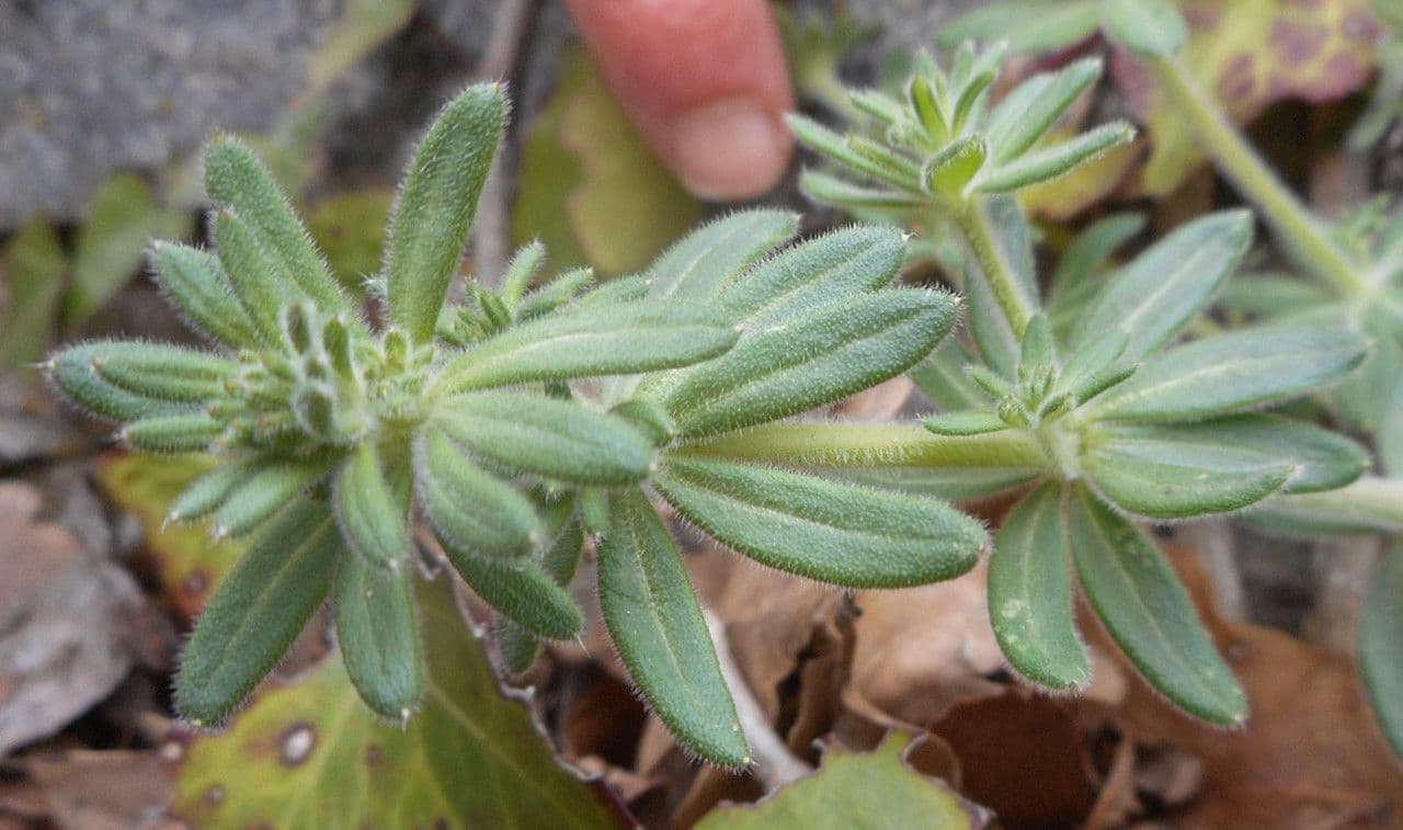 Galium 10