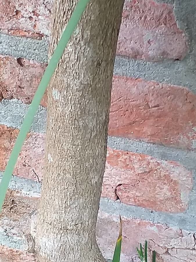 Glicine 8