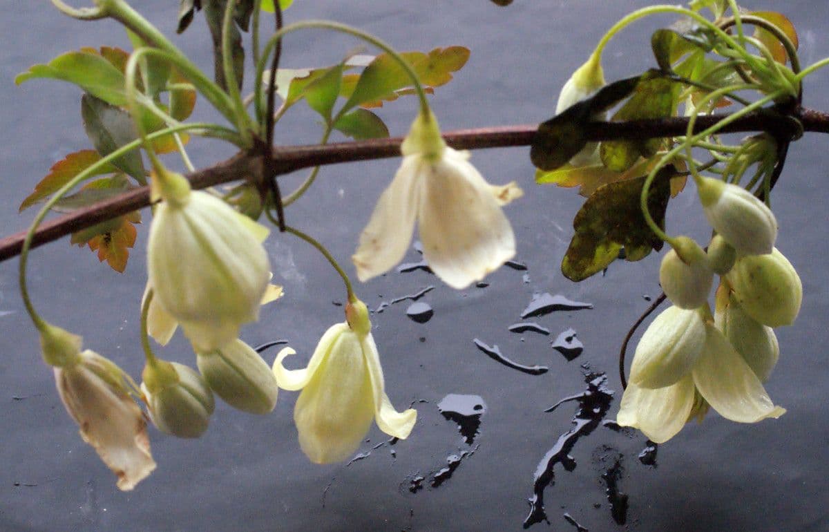 Clematis cirrhosa 27