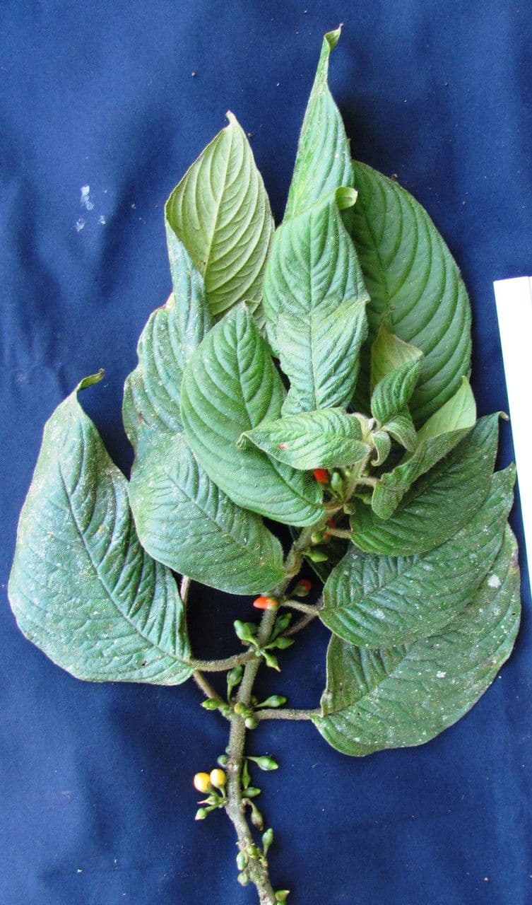 Besleria 12
