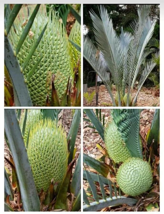 Macrozamia 4