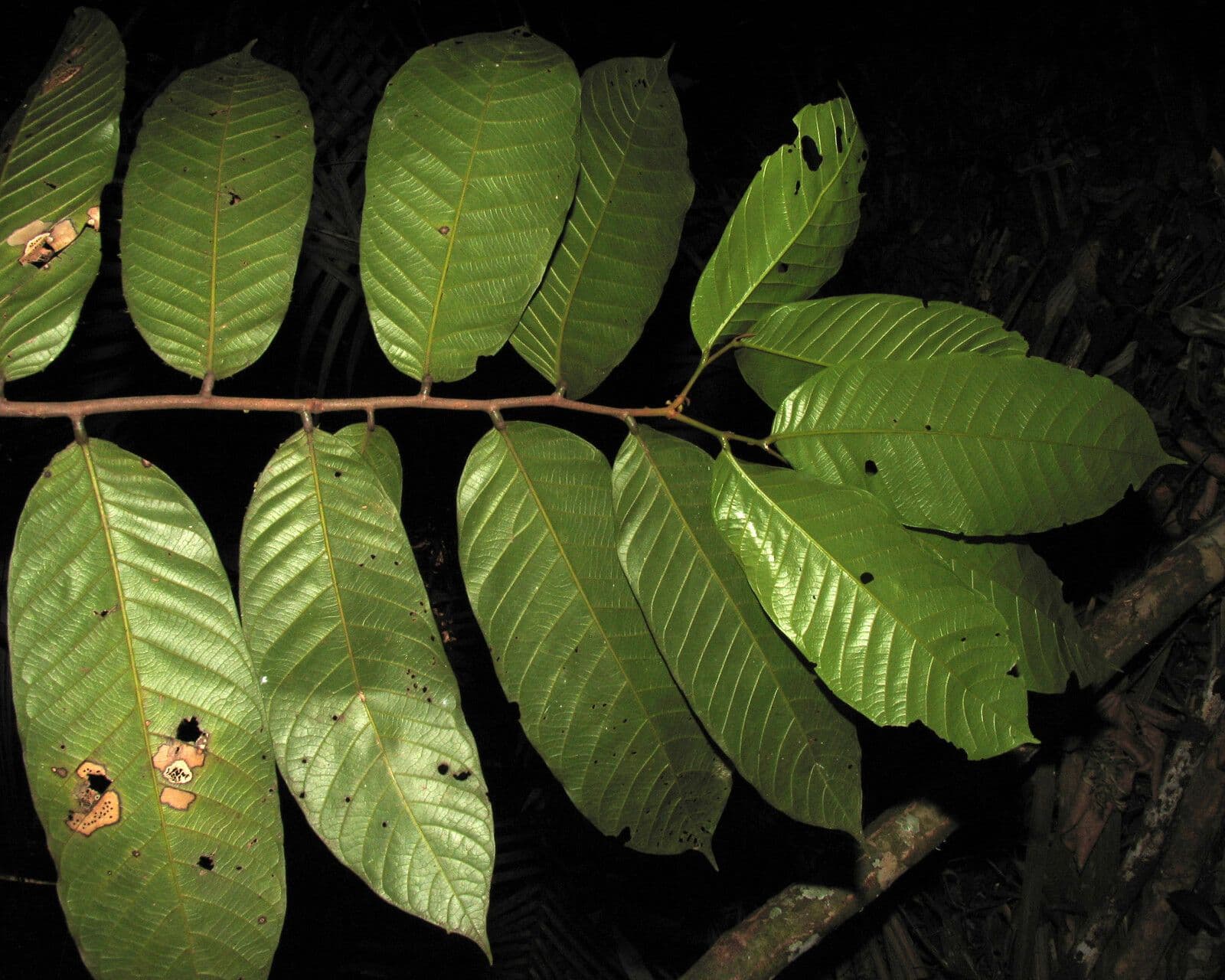 Unonopsis 4