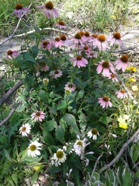 Třapatka purpurová 13