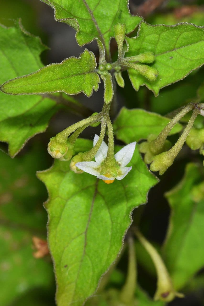 Solanum douglasii 19