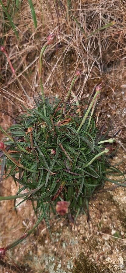 Armeria ruscinonensis 13