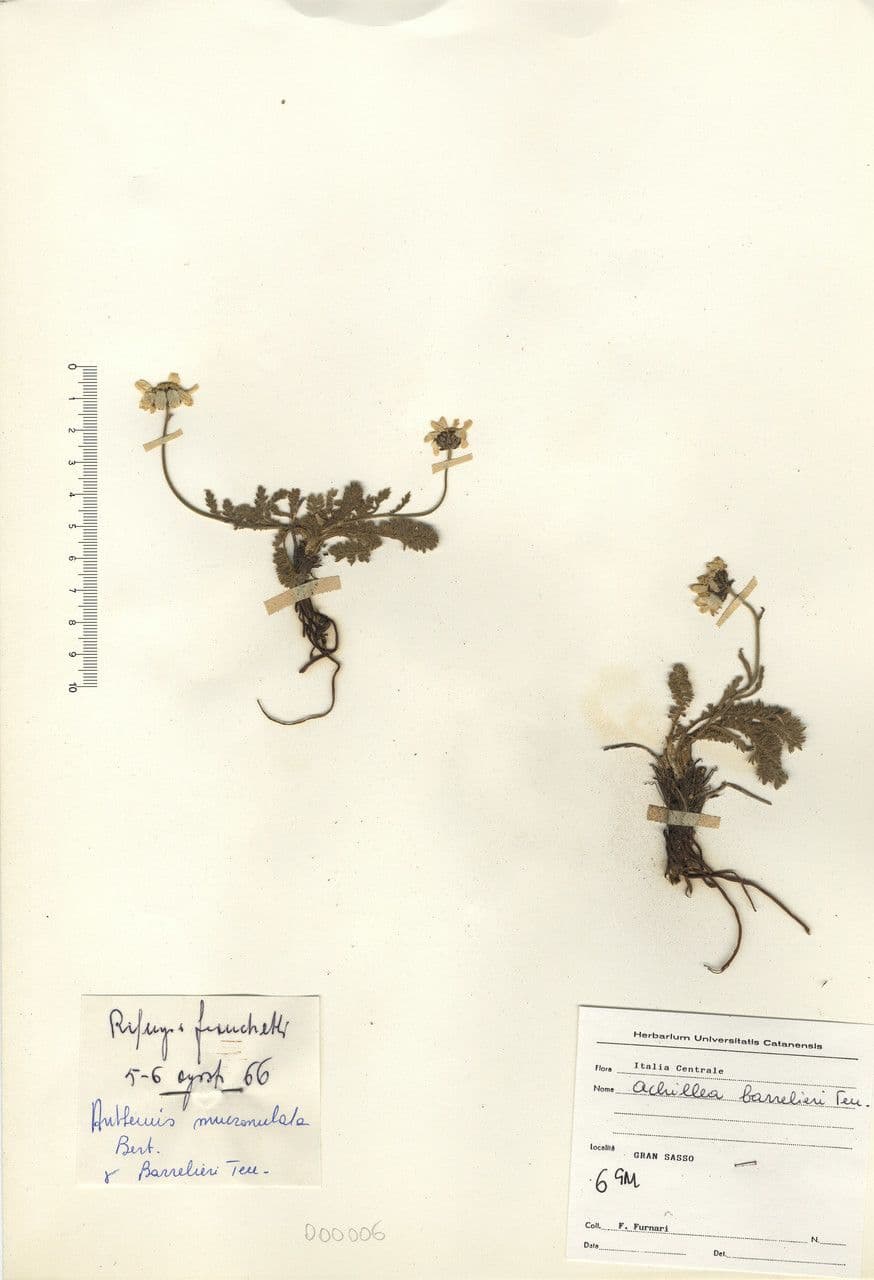 Achillea 15