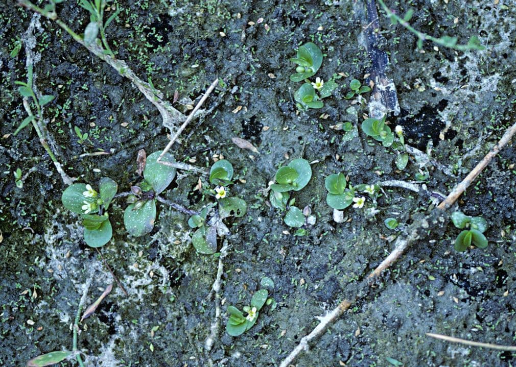 Bacopa okrouhlolistá 2