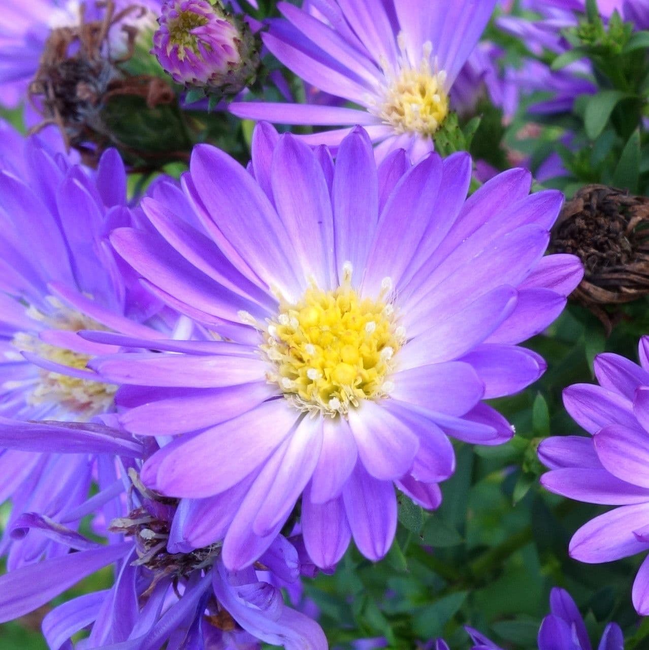 Neubelgische Aster 9