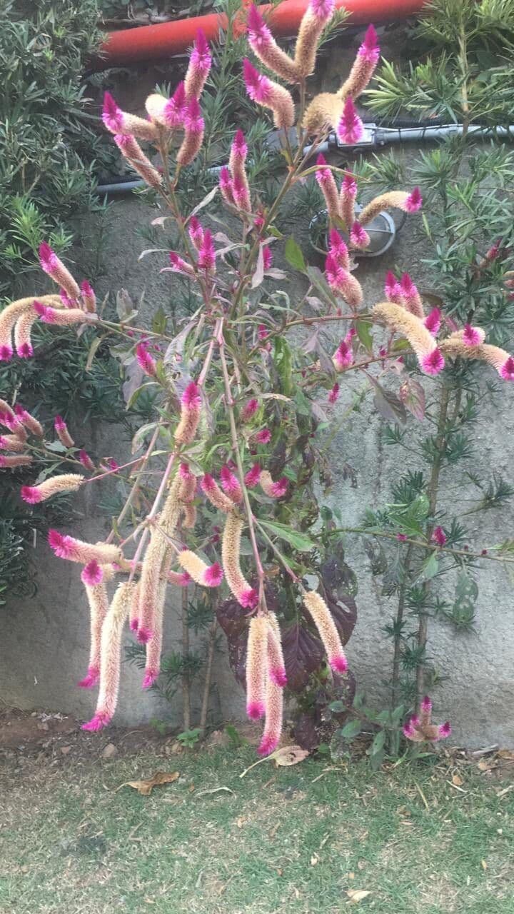Celosia argentea 16