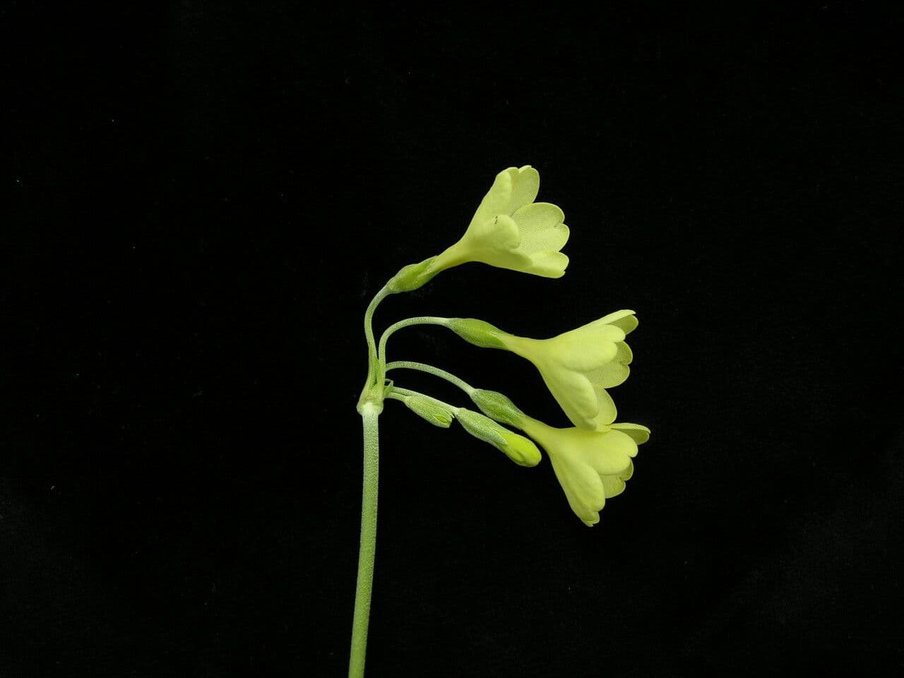 Primula del Sikkim 6