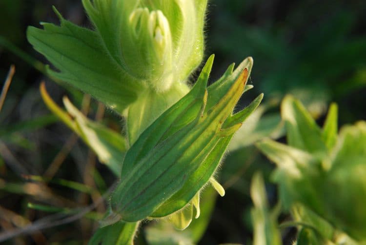 Castilleja cusickii