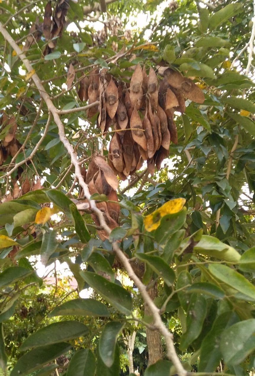 Dalbergia hupeana