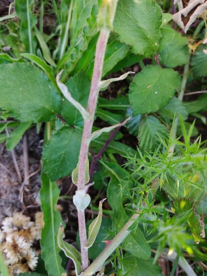 Stinkende Strohblume 10
