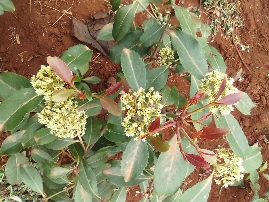 Khat 5