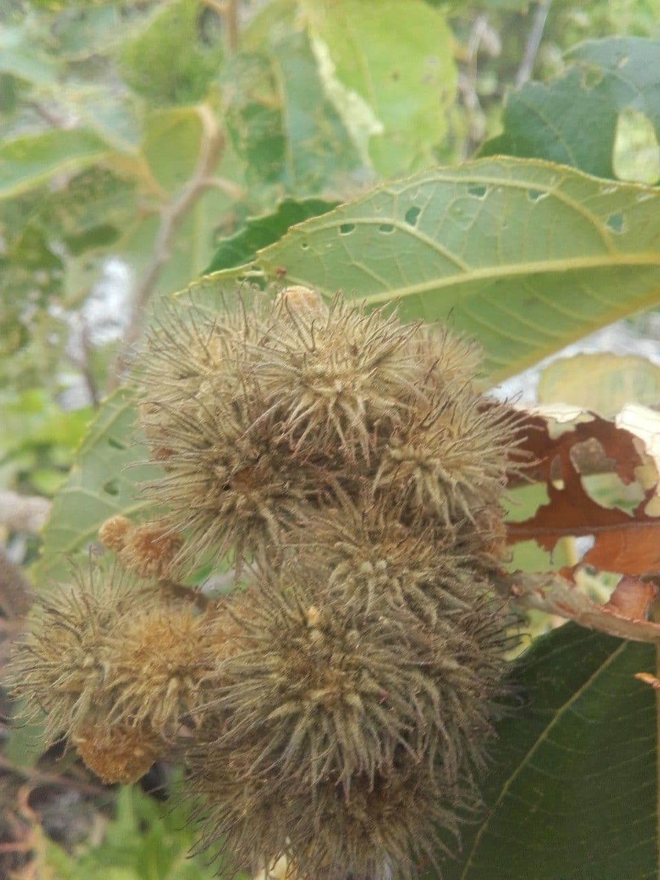 Commersonia bartramia 5
