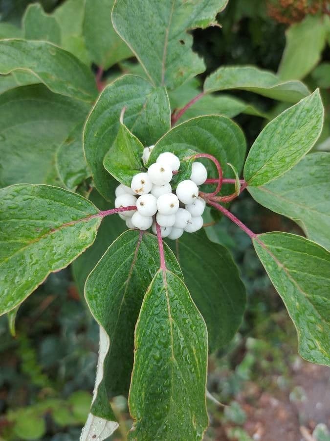 Svída výběžkatá 3