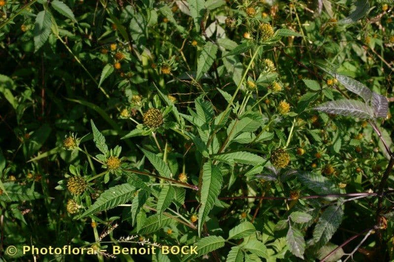 Bidens vulgata 14