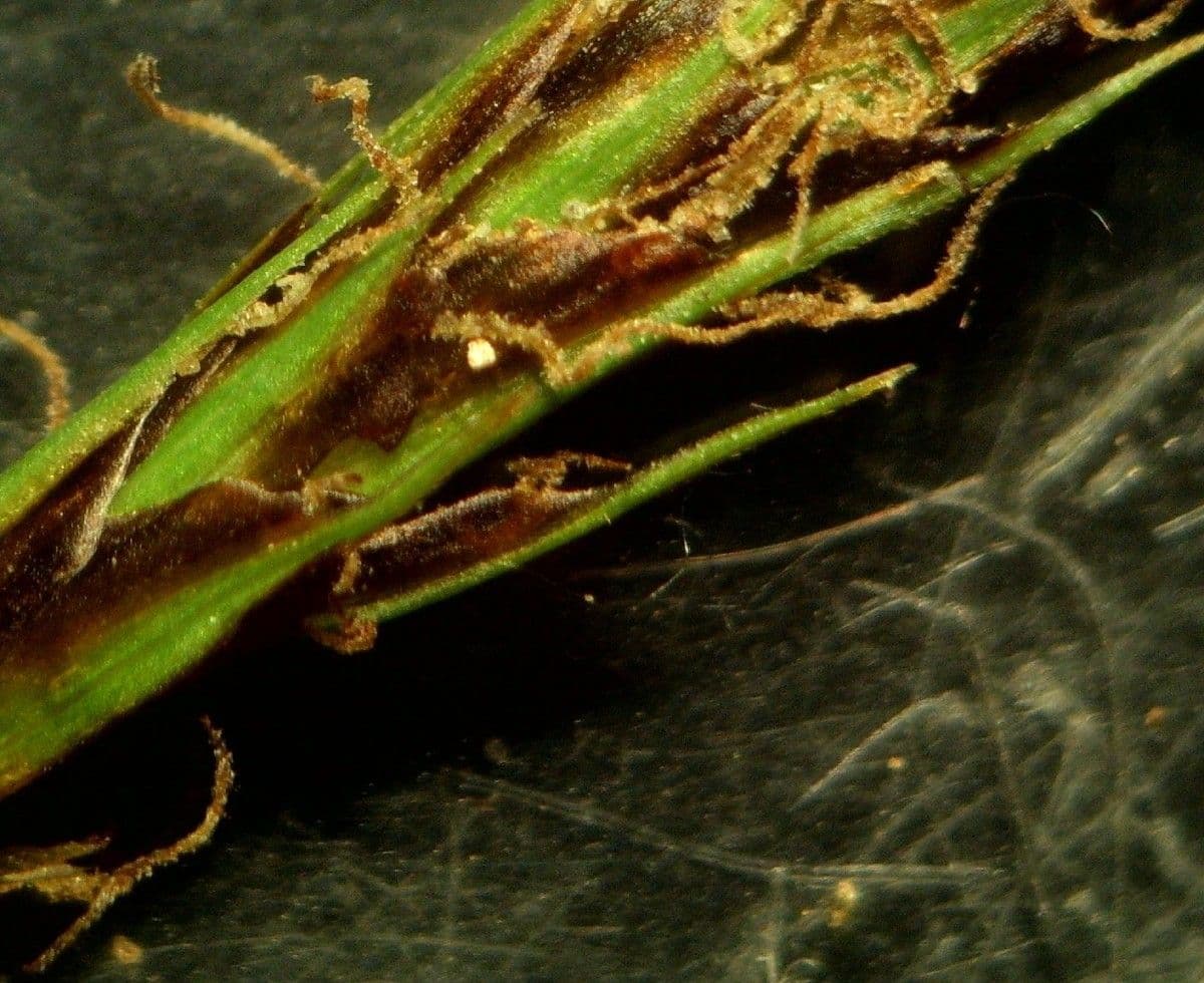 Carex depressa 10