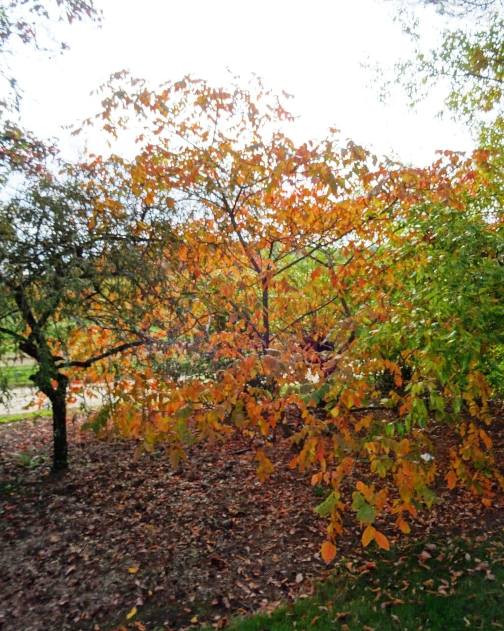 Sumak čínsky 8