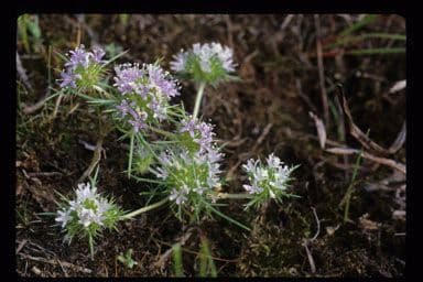 Navarretia 9