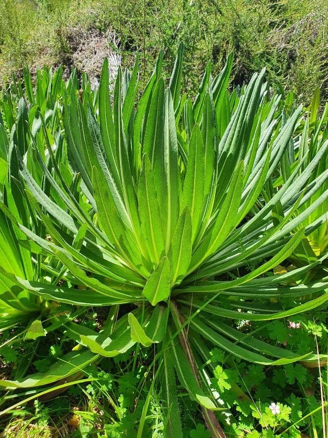 Lobelia 10