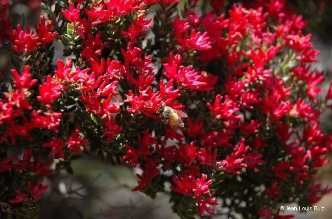 Cyathopsis 3